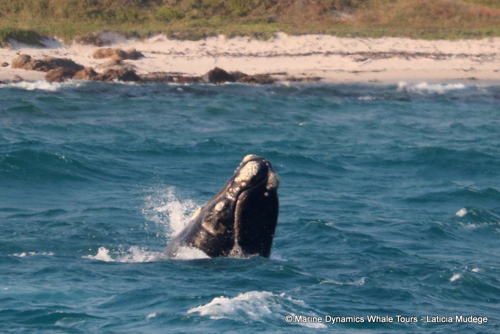Southern right whale, whale watching, gansbaai, south africa,