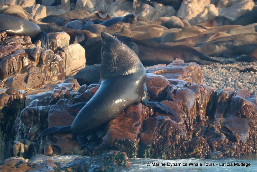 cape fur seal, whale watching, gansbaai, south africa