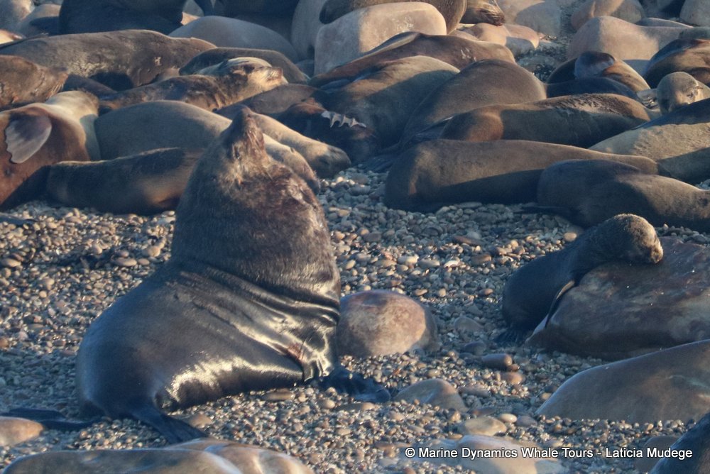 cape fur seal, whale watching, gansbaai, south africa
