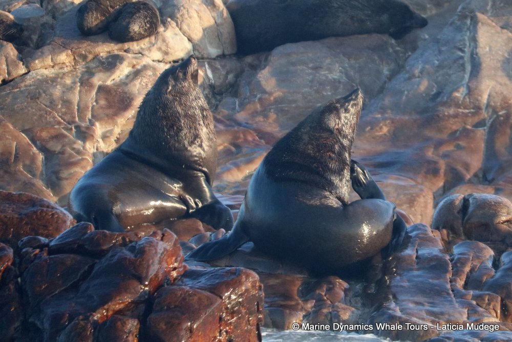 cape fur seal, whale watching, gansbaai, south africa