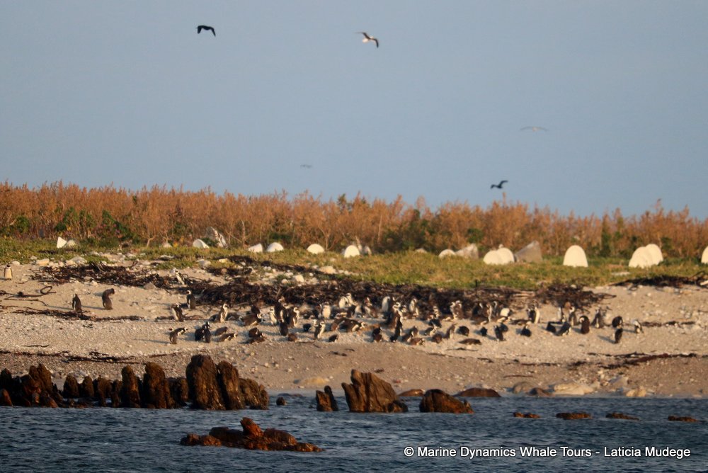 african penguin, whale watching, gansbaai, south africa