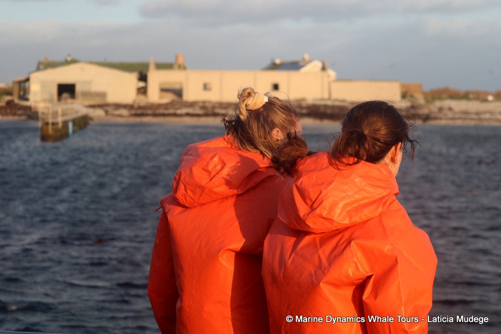 people, whale watching, gansbaai, south africa