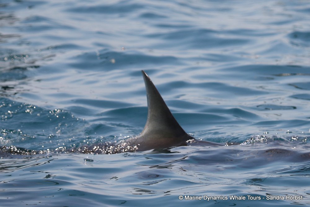 bronze whaler shark, whale watching, gansbaai, south africa,