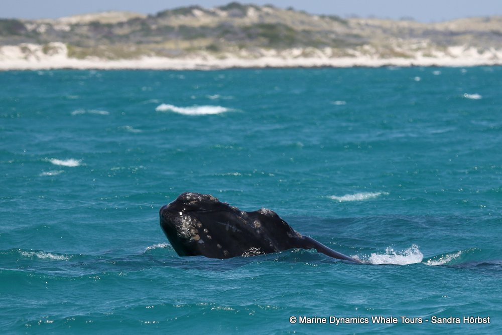 Marine Big 5 Daily Blog 08 November