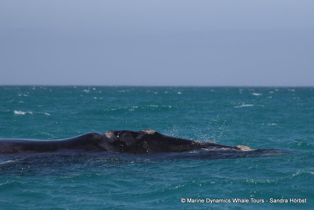 Southern right whale, whale watching, gansbaai, south africa,