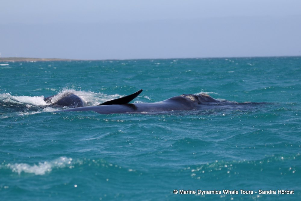 Southern right whale, whale watching, gansbaai, south africa,