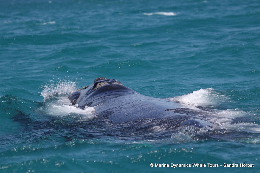 Southern right whale, whale watching, gansbaai, south africa,