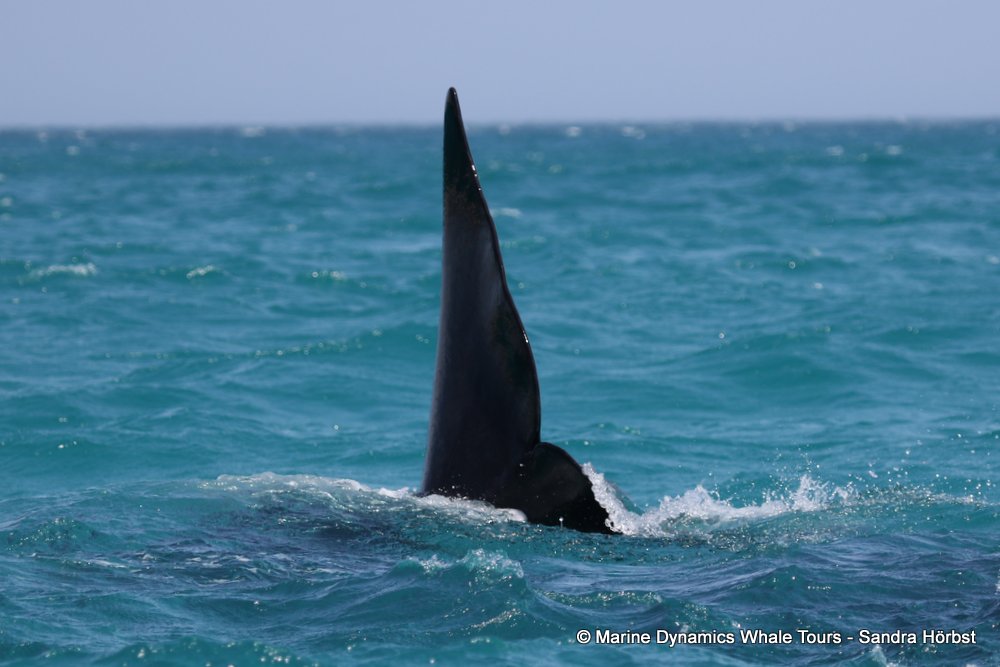 Southern right whale, whale watching, gansbaai, south africa,