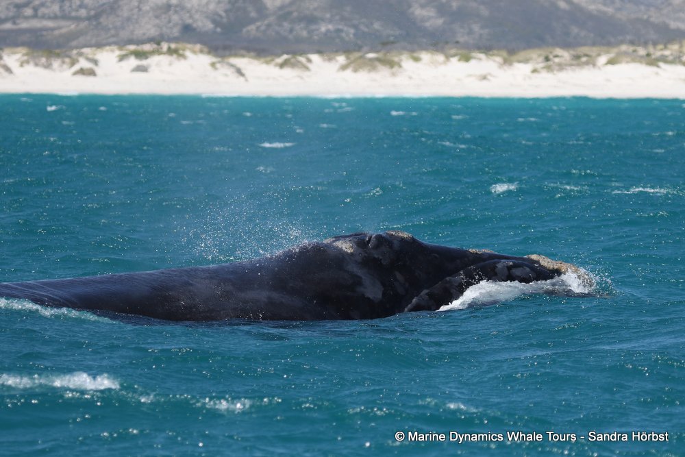 Southern right whale, whale watching, gansbaai, south africa,