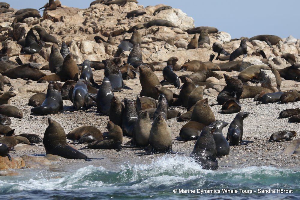 cape fur seal, whale watching, gansbaai, south africa
