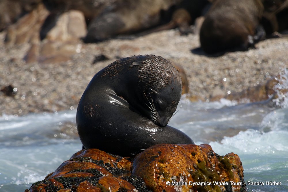 cape fur seal, whale watching, gansbaai, south africa
