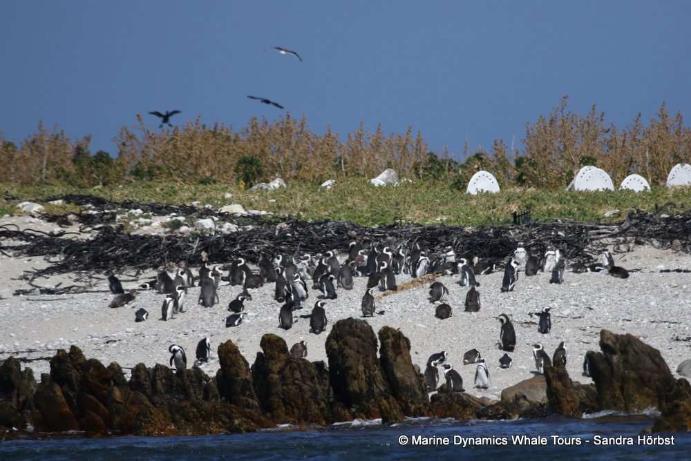 penguins, whale watching, gansbaai, south africa,