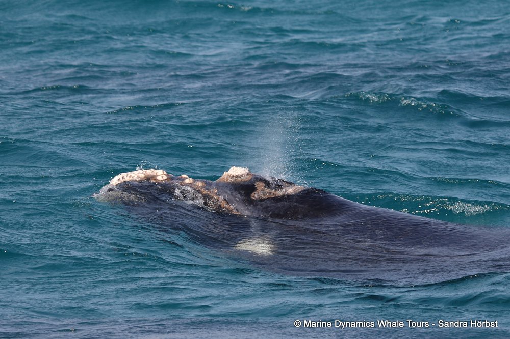 Southern right whale, whale watching, gansbaai, south africa,