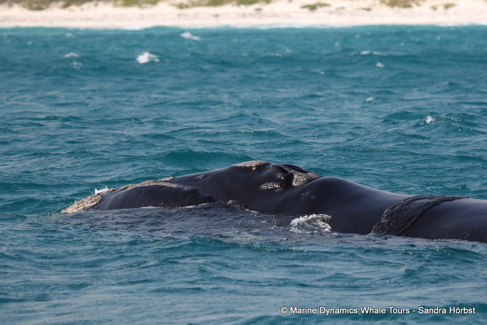 Southern right whale, whale watching, gansbaai, south africa,