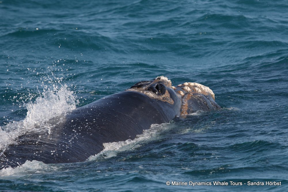 Southern right whale, whale watching, gansbaai, south africa,