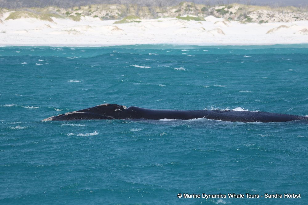 Southern right whale, whale watching, gansbaai, south africa,