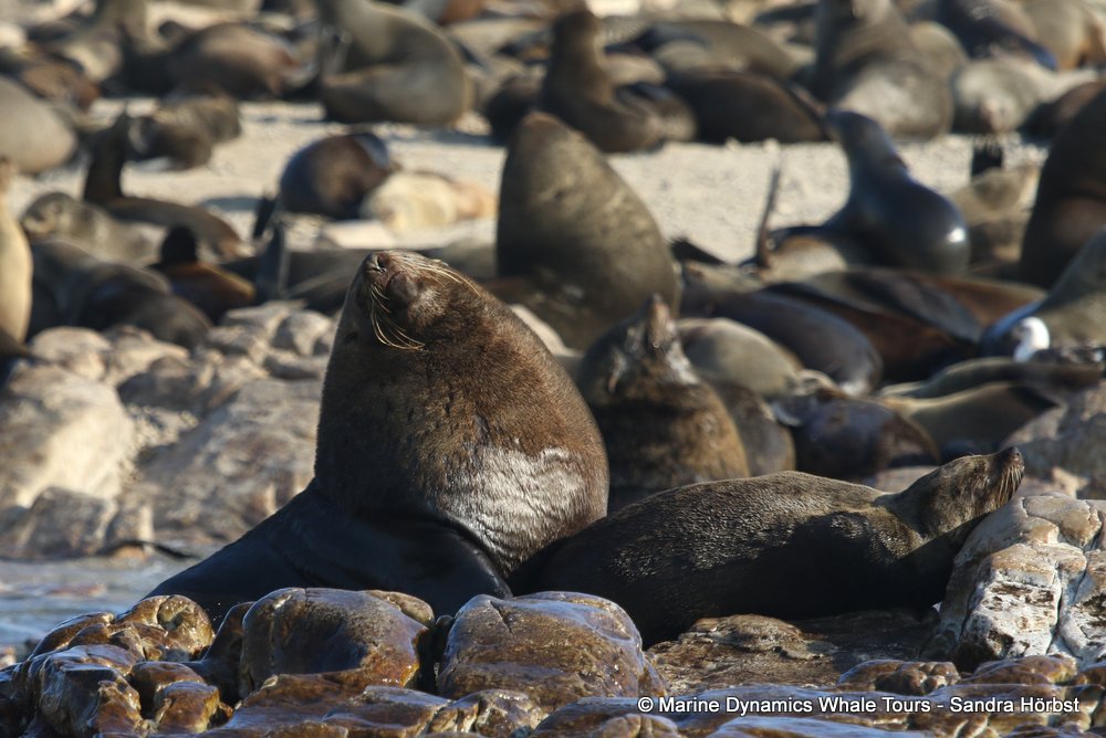 cape fur seal, whale watching, gansbaai, south africa