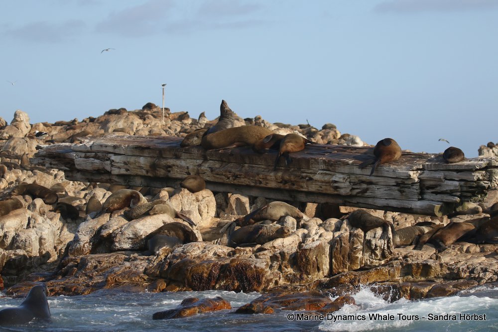 cape fur seal colony, whale watching, gansbaai, south africa,
