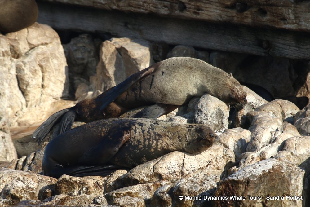 cape fur seal, whale watching, gansbaai, south africa