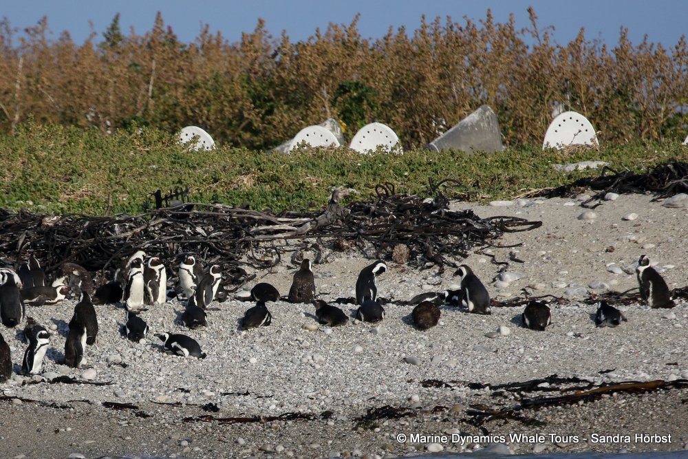 penguins, whale watching, gansbaai, south africa,