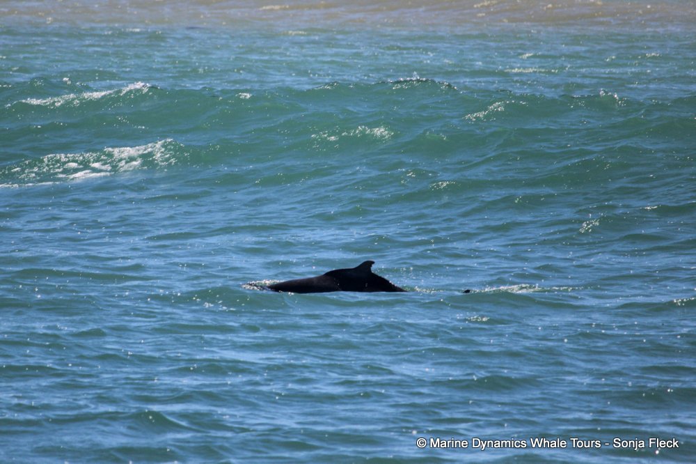 humpback dolphin, whale watching, gansbaai, south africa