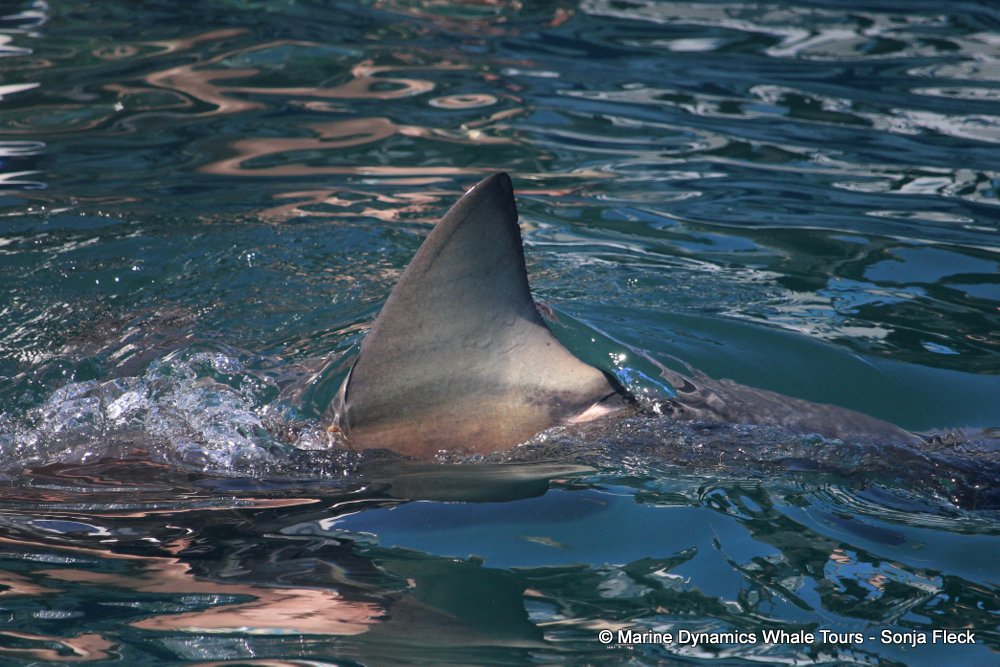 bronze whaler shark, whale watching, gansbaai, south africa,