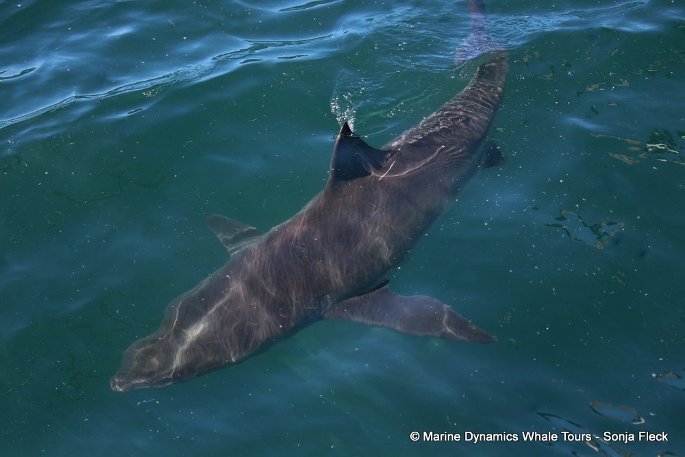 bronze whaler shark, whale watching, gansbaai, south africa,