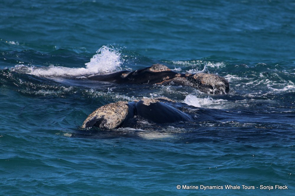 Southern right whale, whale watching, gansbaai, south africa,