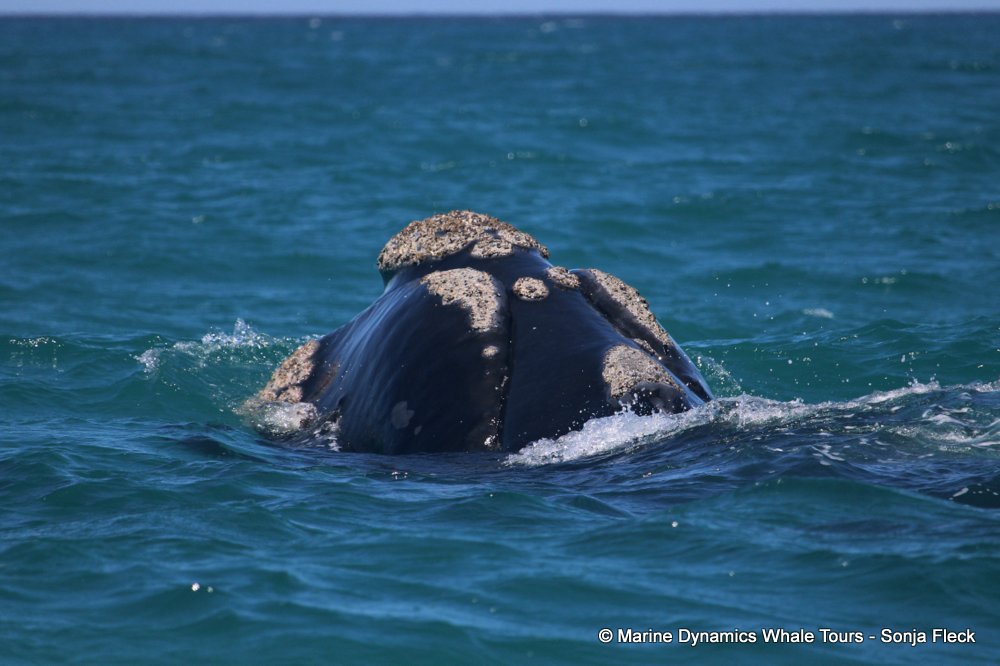 Southern right whale, whale watching, gansbaai, south africa,