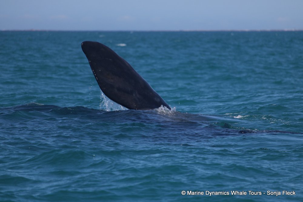 Southern right whale, whale watching, gansbaai, south africa,