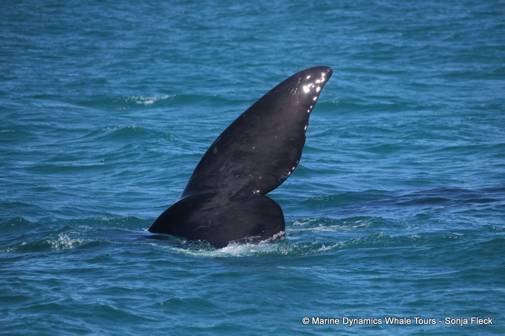 Southern right whale, whale watching, gansbaai, south africa,