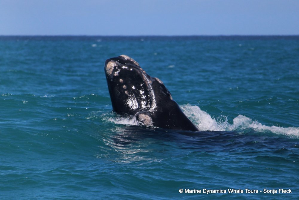 Southern right whale, whale watching, gansbaai, south africa,