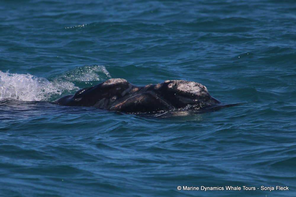 Southern right whale, whale watching, gansbaai, south africa,