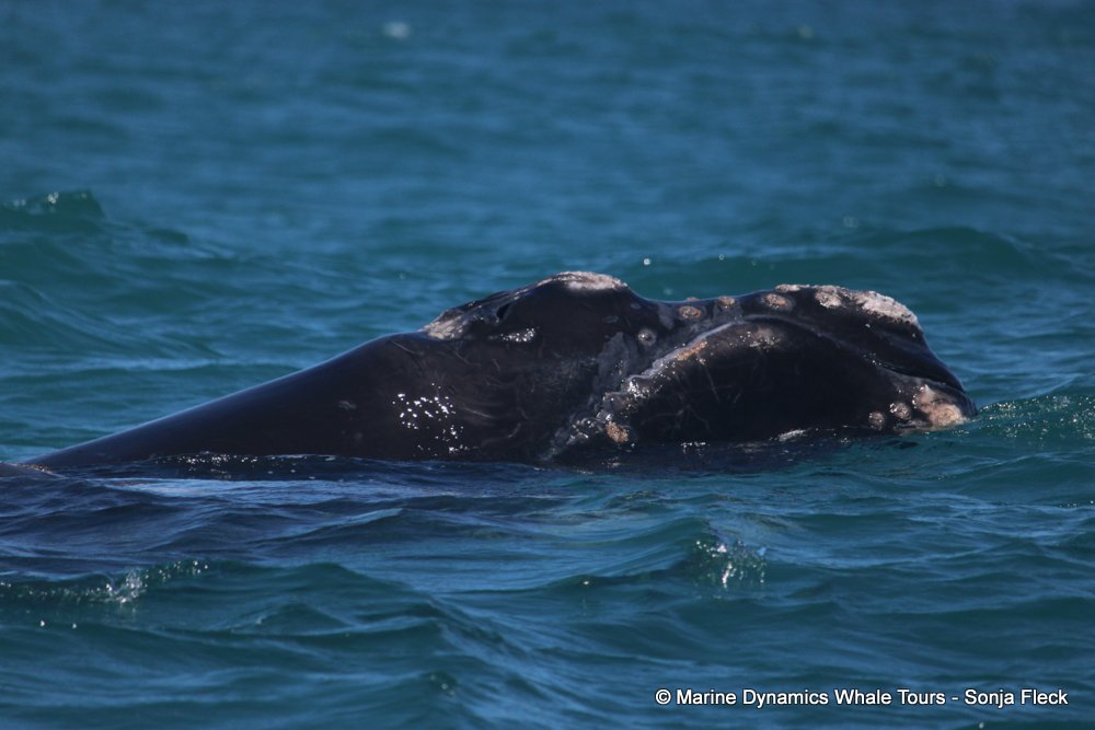Southern right whale, whale watching, gansbaai, south africa,