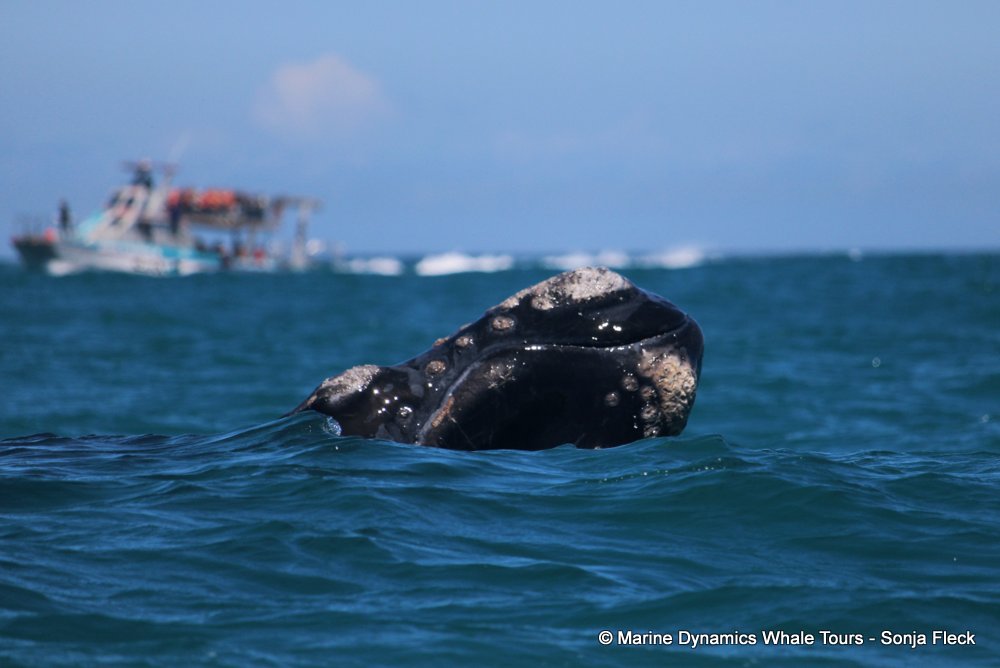 Southern right whale, whale watching, gansbaai, south africa,