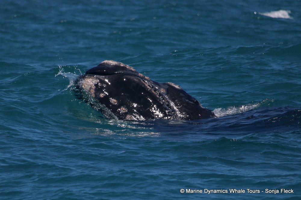 Southern right whale, whale watching, gansbaai, south africa,