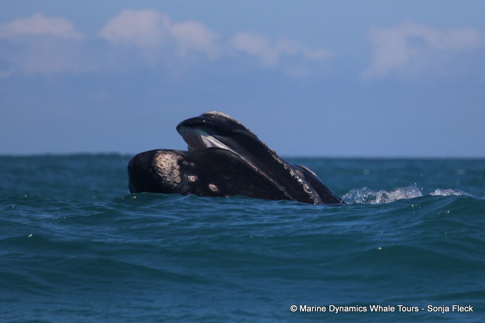Southern right whale, whale watching, gansbaai, south africa,