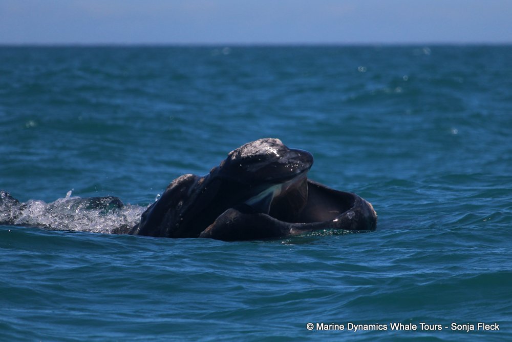 Southern right whale, whale watching, gansbaai, south africa,