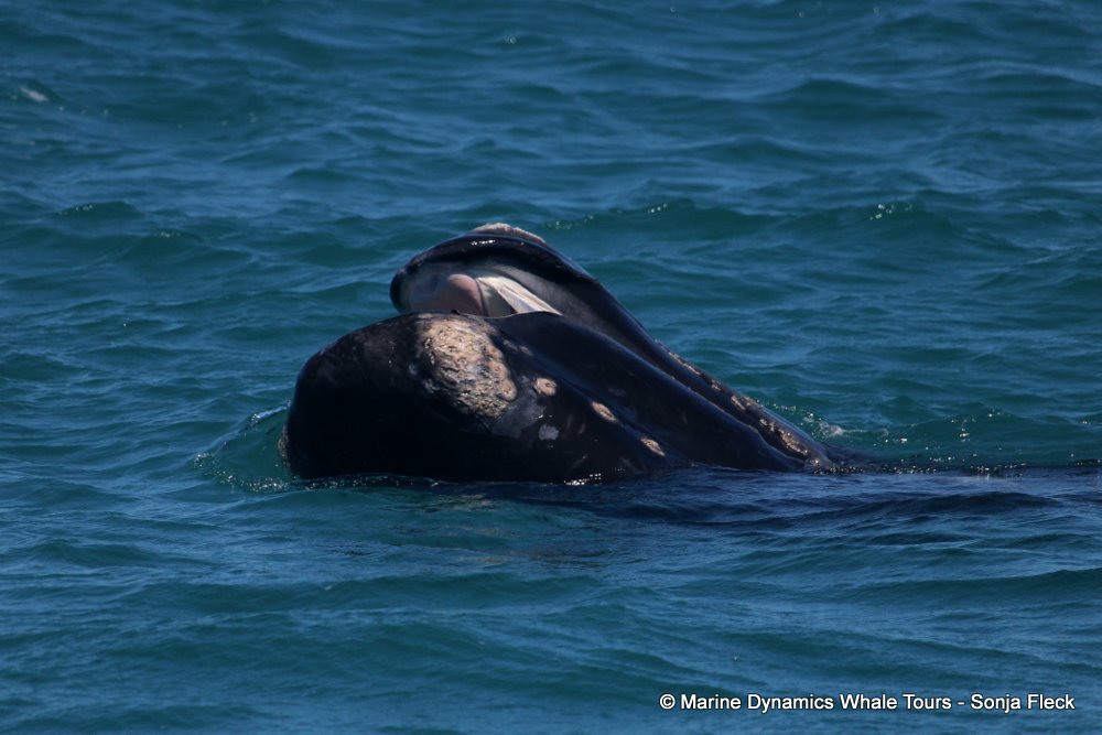 Southern right whale, whale watching, gansbaai, south africa,