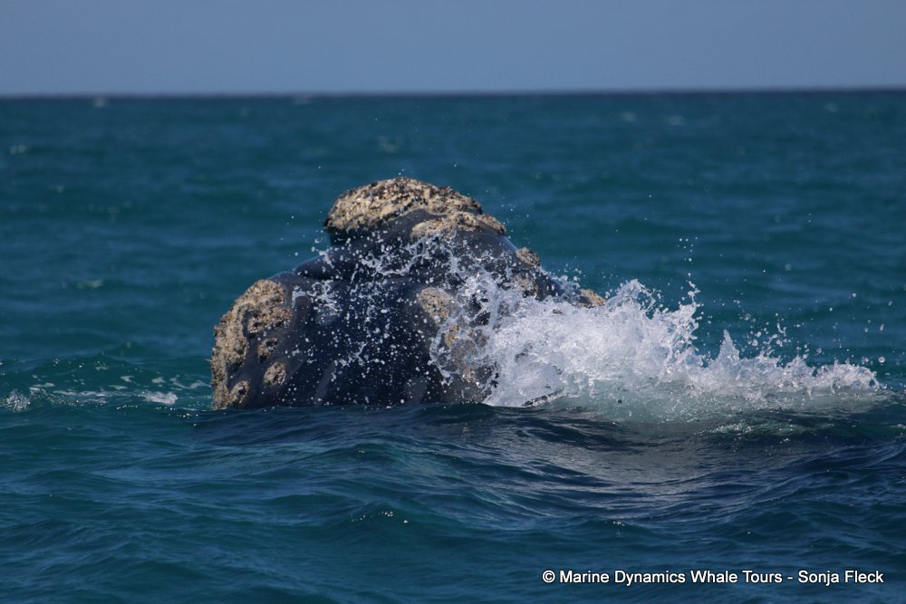 Southern right whale, whale watching, gansbaai, south africa,