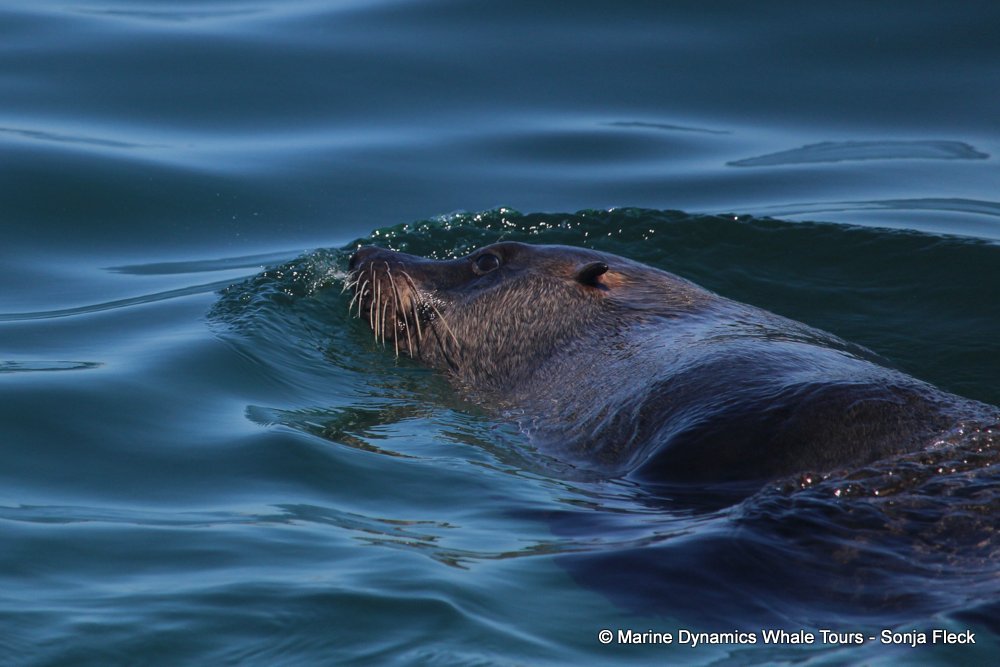 cape fur seal, whale watching, gansbaai, south africa