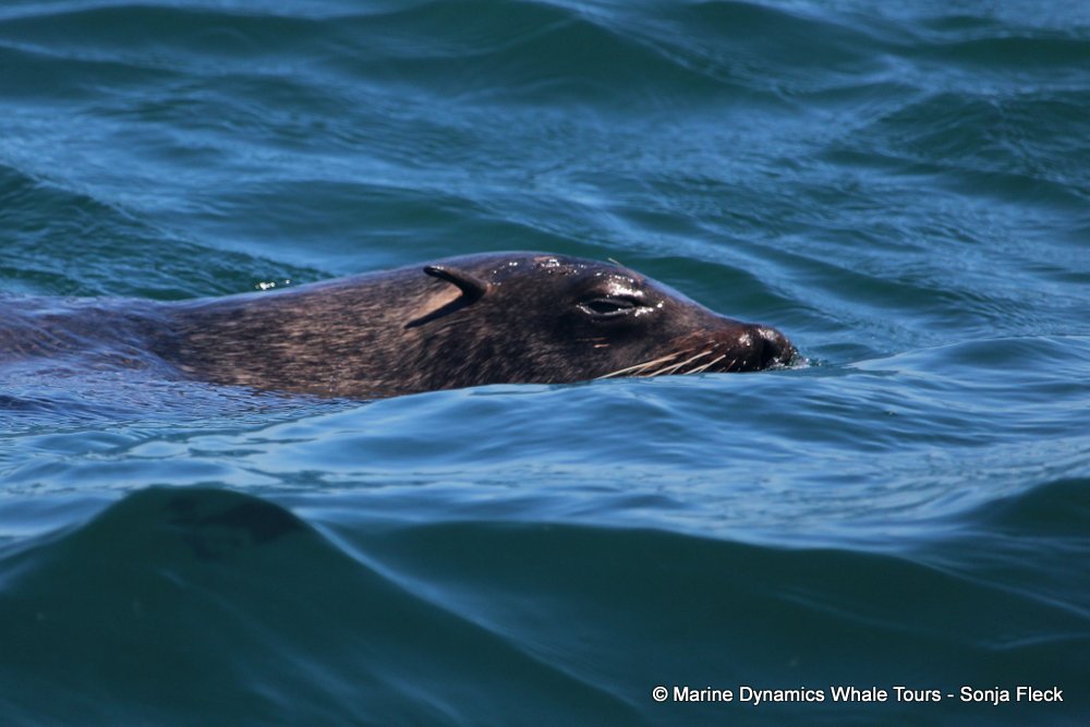 cape fur seal, whale watching, gansbaai, south africa