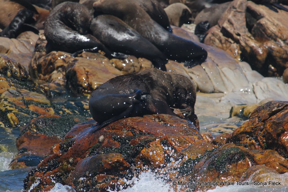 cape fur seal, whale watching, gansbaai, south africa