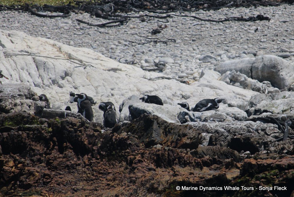 african penguin, whale watching, gansbaai, south africa