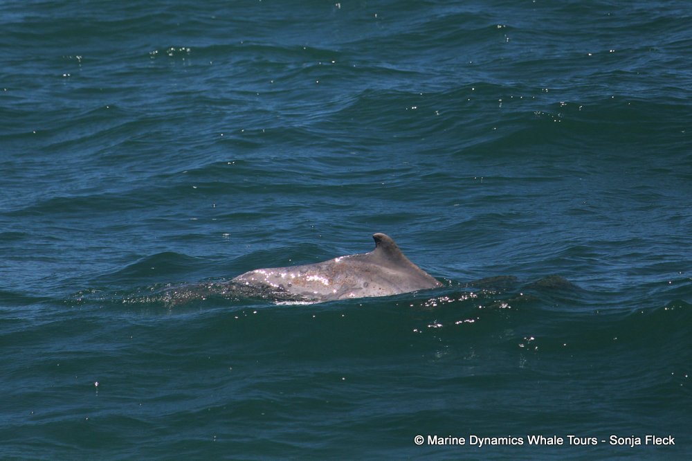 humpback dolphin, whale watching, gansbaai, south africa