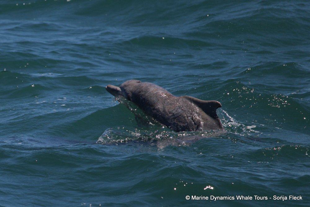 humpback dolphin, whale watching, gansbaai, south africa