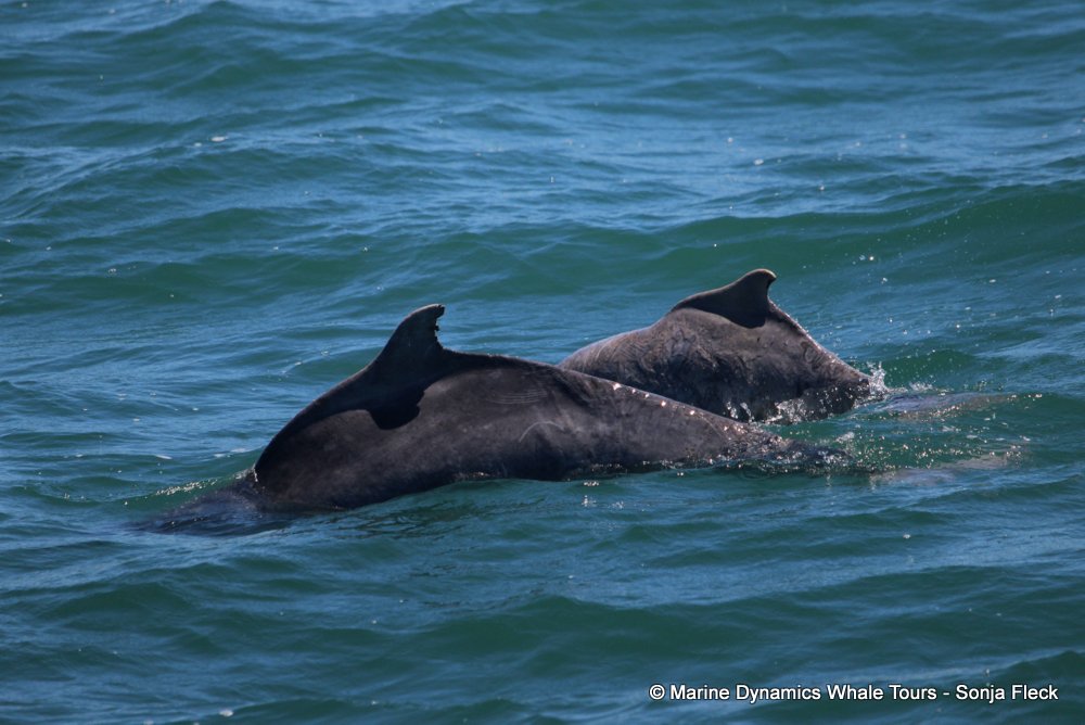 humpback dolphin, whale watching, gansbaai, south africa