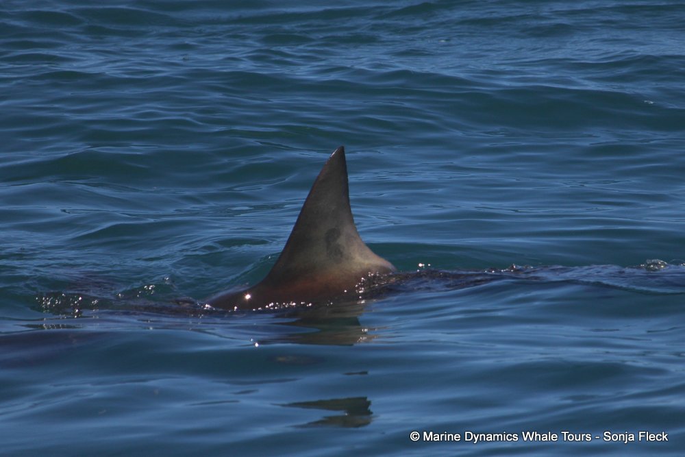 bronze whaler shark, whale watching, gansbaai, south africa,
