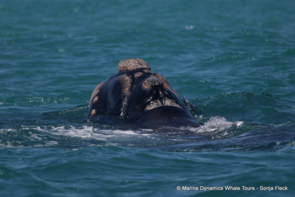 Southern right whale, whale watching, gansbaai, south africa,