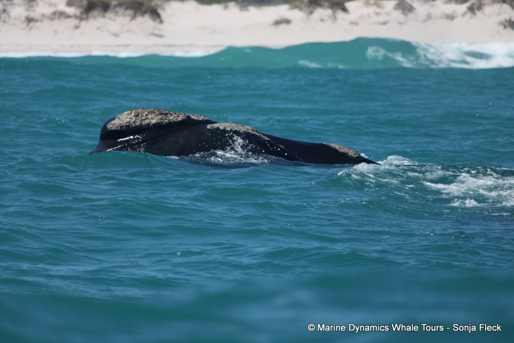 Southern right whale, whale watching, gansbaai, south africa,
